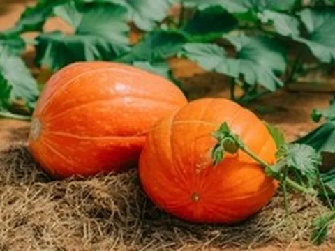 Lời khuyên đến những gia đình đang trồng cây bí đỏ