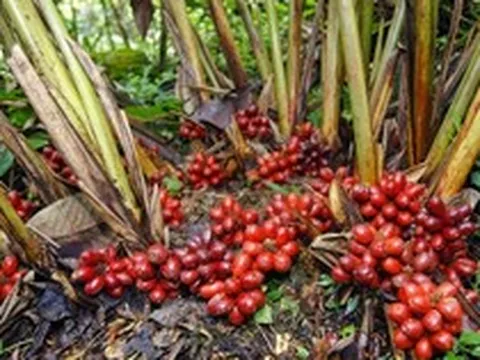 Thứ quả 'trời cho' mọc đầy dưới tán rừng Việt Nam, nay thành 'mỏ vàng' giá gần 300.000 đồng/kg khiến thương lái săn lùng