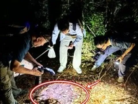 Đang khảo sát trong rừng, chuyên gia sững người khi thấy sinh vật 'hai đầu' kỳ lạ: Chưa từng thấy bao giờ