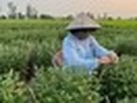 Loài cây tưởng chỉ trưng cho đẹp, ai ngờ còn là thuốc quý được Mỹ đánh giá cao: Người Việt dùng nhiều mà ít biết