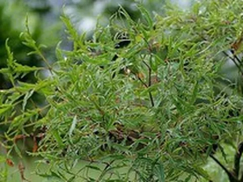 3 lý do bạn nên trồng một cây đinh lăng trong nhà
