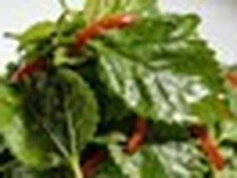 Loại lá bệnh tiểu đường rất sợ: Bổ như sâm, dưỡng sáng mắt, khỏe gan, tốt sức khỏe đủ đường