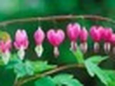 4 loại cây không được cắt tỉa trong tháng 5