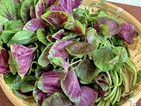 Loại rau "trường thọ" mùa hè ra chợ là có, chứa lượng axit folic gấp 46 lần dưa chuột
