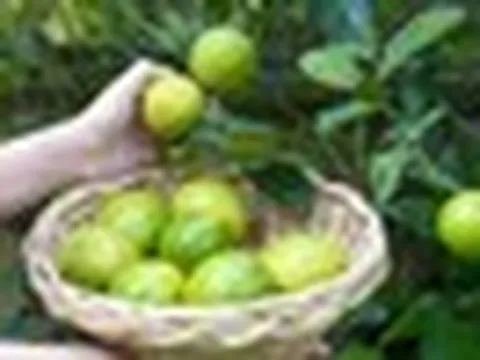 5 lý do vì sao bạn nên trồng 1 cây chanh trong nhà