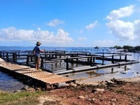 Cuba lao đao vì tôm hùm "biến mất", Việt Nam chung tay cứu ngành xuất khẩu tỷ đô