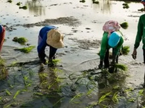 Buồn của quốc gia nhập khẩu gạo lớn nhất thế giới: Sản lượng nội địa sắp giảm mạnh gần 1 nửa, nông dân chịu cú sốc kép