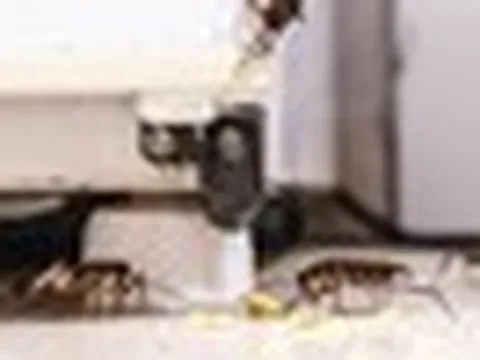 Đuổi gián hiệu quả bằng 2 nguyên liệu có sẵn trong bếp: Cách làm vô cùng đơn giản