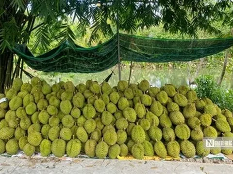 Sầu riêng biến động khó lường, nhà vườn “đứng ngồi không yên”