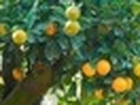 5 lý do bạn nên trồng một cây quất trong nhà