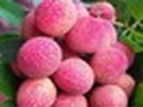 Loại vải to như quả trứng gà, giá 400.000 đồng/kg vẫn không có hàng để ăn tại Thanh Hà