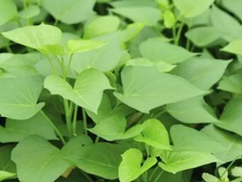 2 điều tuyệt đối nên tránh khi ăn rau lang