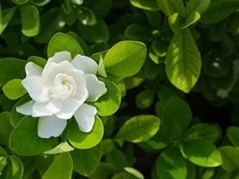 5 loại cây thơm phức, rất nên trồng trong vườn nhà: Mang lại vận may, hạnh phúc