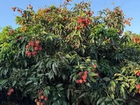 Trung Quốc chạy đua đưa mặt hàng 'vàng treo trên cây' sang Trung Đông, cước hàng không tăng gấp 5 lần