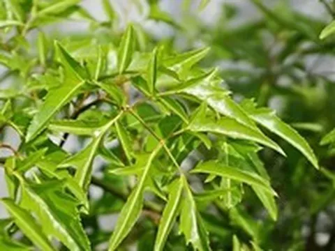 3 ý nghĩa phong thủy khiến người xưa chọn trồng cây đinh lăng trước nhà