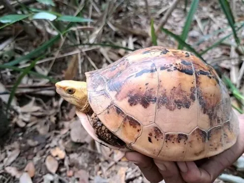 Nhiều loài rùa quý hiếm được phát hiện giữa rừng Trường Sơn