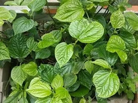 Lời khuyên dành cho những gia đình đang trồng cây lá lốt