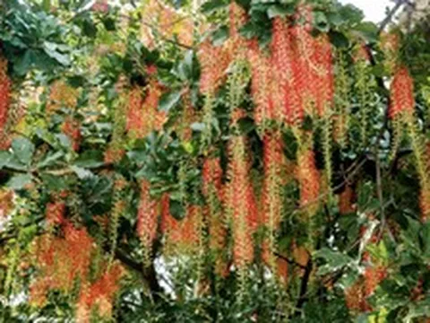 3 lý do nên trồng cây lộc vừng trước sân
