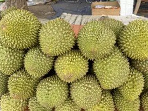 Giá sầu riêng Ri6 bật tăng trở lại