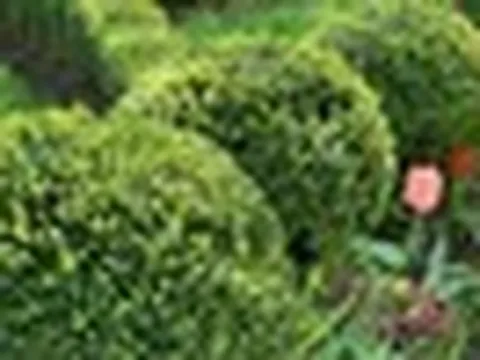 5 loại cây cần cắt tỉa ngay còn kịp