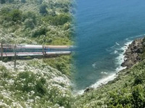Mải mê xem “tuyết mùa hè” trên đèo Hải Vân, ít ai ngờ đây là sát thủ đẹp mà lì khiến miền Trung đau đầu tìm cách tiêu diệt