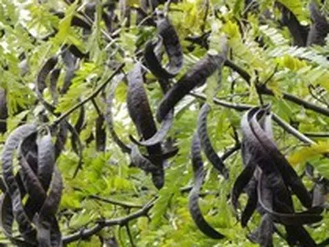 Loại quả 'mọc hoang' của Việt Nam 'khát hàng' tại Trung Quốc, giá hơn 2 triệu đồng/kg