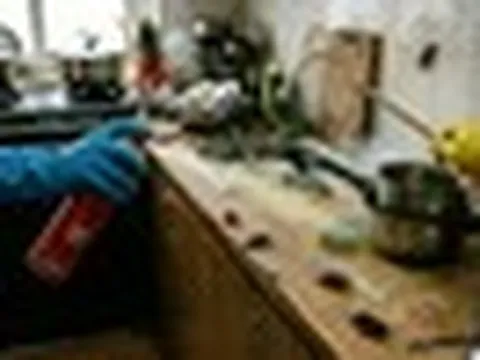 Lời khuyên đến những gia đình đang phải “sống chung” với… gián