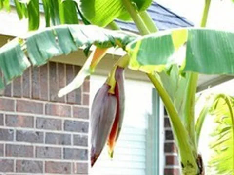 3 lý do phong thủy khiến nhiều người tránh trồng chuối trước nhà