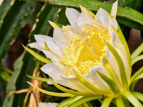 Đừng chỉ ăn quả, hoa loại cây này được dùng làm món ăn, vị thuốc "quý" ít ai hay
