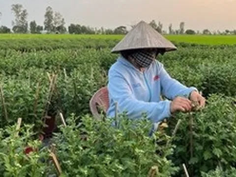 Loài cây tưởng chỉ trưng cho đẹp, ai ngờ còn là thuốc quý được Mỹ đánh giá cao: Người Việt dùng nhiều mà ít biết