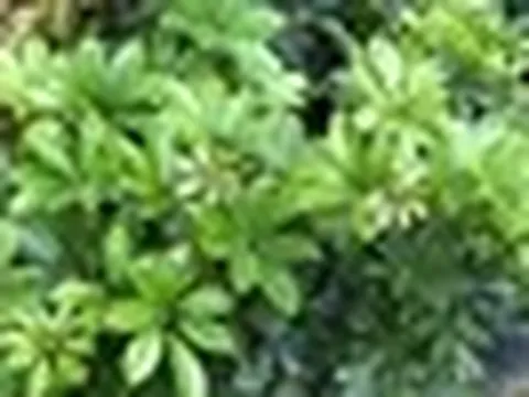 Lợi ích khi trồng cây ngũ gia bì