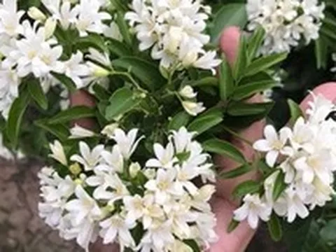 Lợi ích khi trồng cây nguyệt quế