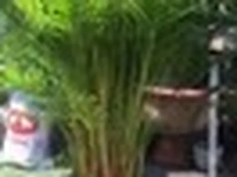 2 cây nên trồng trước nhà, 3 cây hợp trồng sau nhà