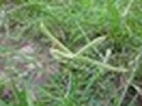 3 loại cỏ dại là "thuốc toàn năng": Nhiều người nhổ bỏ mà không biết