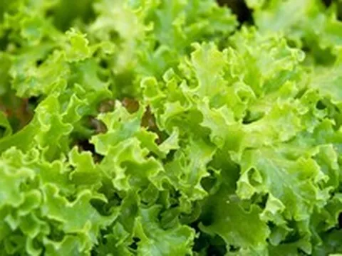 Xà lách tươi ngon suốt 30 ngày khi được bọc trong thứ này - nhà nào cũng có sẵn
