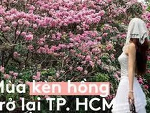 Sống ở TP.HCM hơn 10 năm mới thấy mùa kèn hồng "ngang ngược" thế này, bảo sao ai cũng rần rần xách máy lên phố!