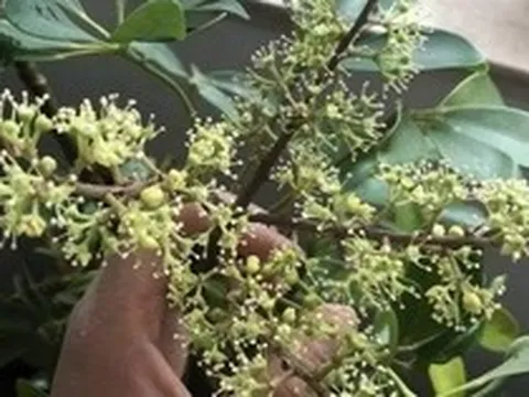 Hiện tượng cây ngũ gia bì nở hoa