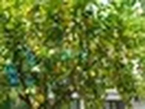 10 loại cây "hút" vượng khí, rất nên trồng trong nhà