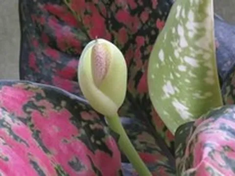 Hiện tượng cây phú quý nở hoa