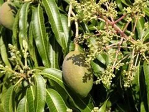 Hiện tượng cây xoài nở hoa