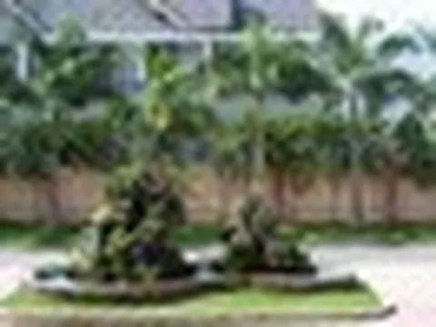 4 loại cây người xưa ưu tiên trồng trước nhà: Hóa ra đều có lý do