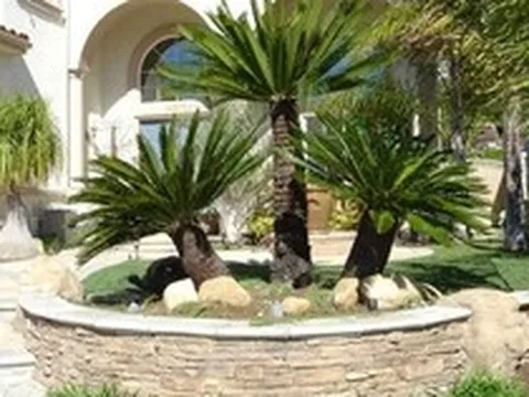 Lợi ích khi trồng cây vạn tuế