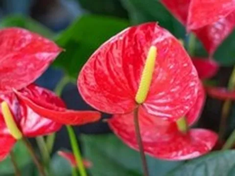5 lời khuyên dành cho các gia đình đang trồng cây hồng môn