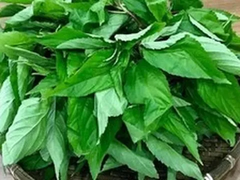 Loại rau bị nhiều người Việt chê, ở Nhật Bản được coi là “nhân sâm xanh”: Mùa hè này nhớ ăn thường xuyên