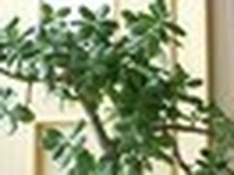 3 loại cây đặt trong nhà có thể sống trăm năm: Được xem như "báu vật" để lại cho con cháu