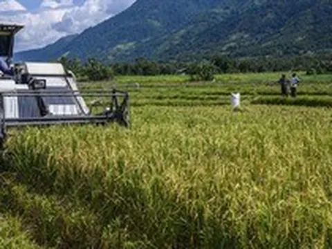 Việt Nam đã triển khai nhiều năm, Indonesia nay mới thử nghiệm cách trồng lúa cho kết quả bất ngờ