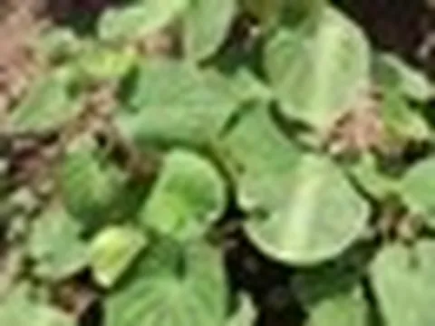 Tác dụng của cây dổi đất với sức khỏe