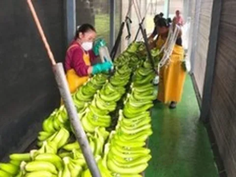 Sau gạo, Nhật Bản gặp rắc rối với loại trái cây Việt Nam đang trồng rất nhiều: Đang nhập khẩu 1 triệu tấn/năm, thiếu nguồn cung trầm trọng nhất trong 50 năm