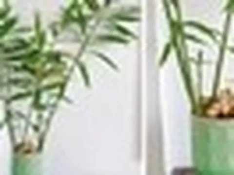 4 lý do vì sao bạn nên trồng cây gừng trong nhà