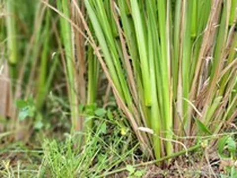 Loài cỏ được ví là "cỏ thần" chống sạt lở, còn có khả năng giảm ô nhiễm dioxin